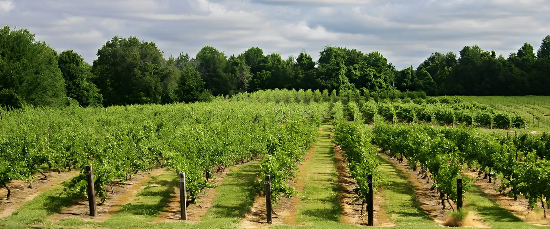 Vineyard with green grapevines and cloudy sky.