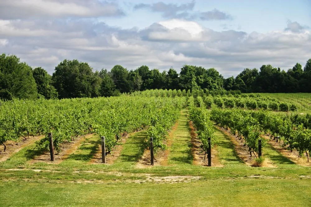 Green vineyard with rows of grapevines.
